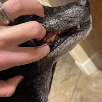 Franklin Veterinary Clinic - After - Veterinarians Near Me - Ruidoso Downs, New Mexico