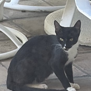 WeHo Cats! - Cat - Pet Sitting Near Me - West Hollywood, California WeHo Cats! - Cat - Pet Sitting Near Me - West Hollywood, California