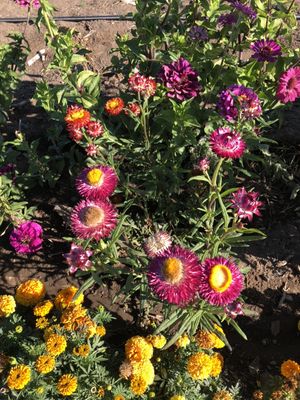 Well Rooted Farms by null