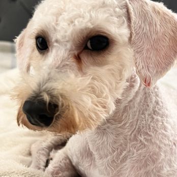Best Friends A La Petite - Ear infection and cuts all over his body after grooming. - Pet Groomers Near Me - Naples, Florida Best Friends A La Petite - Ear infection and cuts all over his body after grooming. - Pet Groomers Near Me - Naples, Florida