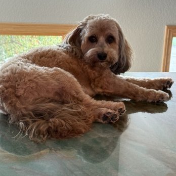 Bow Wow Boutique - Kim says this one is full of drama when he is being worked on.  Somehow, she still succeeds! - Pet Groomers Near Me - Golden, Colorado