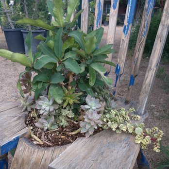 Arizona Growers - An old wooden chair with various succulents and a crown of thorns growing from the seat. Ben's property is loaded with interesting pieces. - Nurseries & Gardening Near Me - Tucson, Arizona