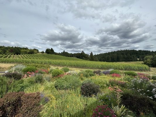 Patricia Green Cellars by null