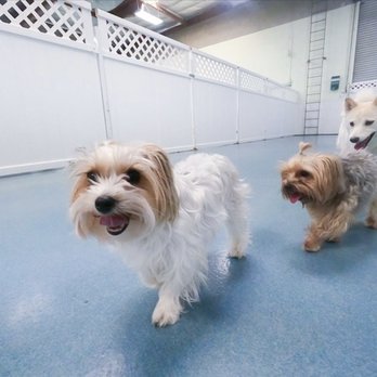 24 Hour Dog Daycare - Fur babies exploring - Pet Boarding Near Me - Escondido, California 24 Hour Dog Daycare - Fur babies exploring - Pet Boarding Near Me - Escondido, California
