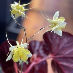Curious Flora Nursery