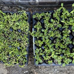 On left damaged & cut kurapia. on right great little plants. No replacement offered by Kurapia.com or Takao