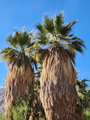 Agua Caliente Cultural Museum by null
