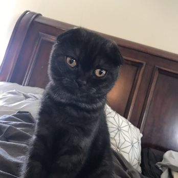 Luxury Kittens Scottish Fold - Legion - Pet Stores Near Me - Brooklyn, New York