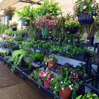 Holland Gardens - Annuals and garden plants as well - Nurseries & Gardening Near Me - Lubbock, Texas