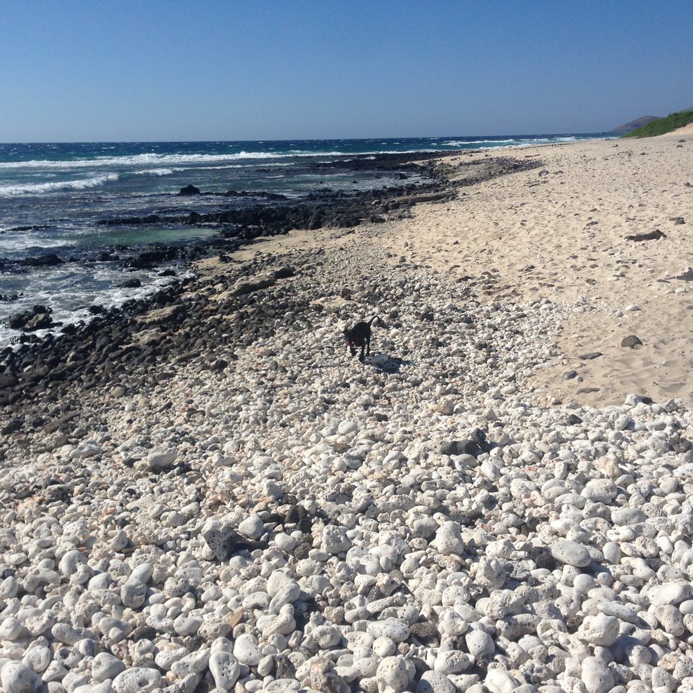 Kaiwi Shoreline Trail - Hiking Near Me Kaiwi Shoreline Trail - Hiking Near Me