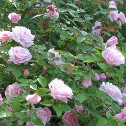 Roses Unlimited - Rose Kathleen Harrop