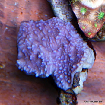 Reef Corals - Pet Stores Near Me - Beaverton, Oregon Reef Corals - Pet Stores Near Me - Beaverton, Oregon