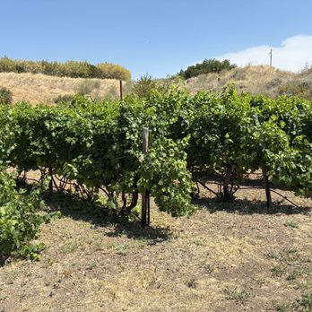 Sweetbriar Vineyard & Winery - Wine Tasting Room Near Me - Mountain Home, Idaho Sweetbriar Vineyard & Winery - Wine Tasting Room Near Me - Mountain Home, Idaho