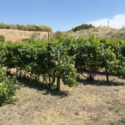 Sweetbriar Vineyard & Winery