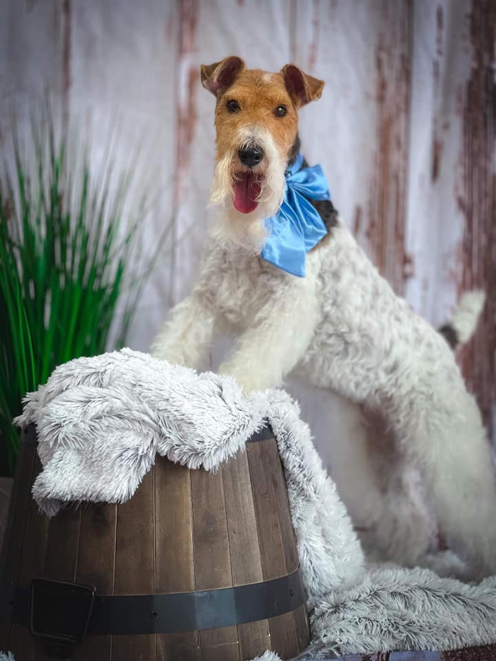 Devoir Pet Salon Image