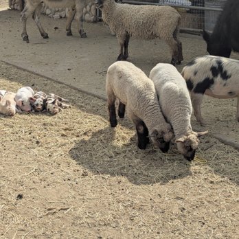 Dirty Bird Ranch - Petting Zoos Near Me