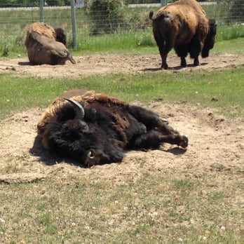 Yellowstone Bear World - Bison taking a nap. - Zoos Near Me - Rexburg, Idaho Yellowstone Bear World - Bison taking a nap. - Zoos Near Me - Rexburg, Idaho