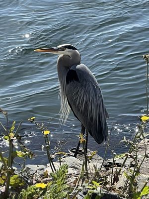 Bolsa Chica Ecological Reserve by null