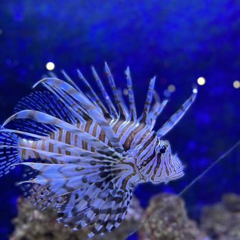 Floating Sea Aquatics - a lionfish in an aquarium - Themed Cafes Near Me - Jacksonville, Florida
