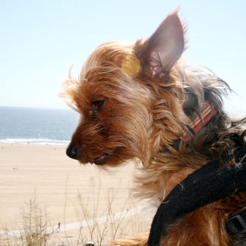 Dog's Day Out - Tobey enjoying the sun and the sand - Pet Sitting Near Me - Santa Monica, California Dog's Day Out - Tobey enjoying the sun and the sand - Pet Sitting Near Me - Santa Monica, California