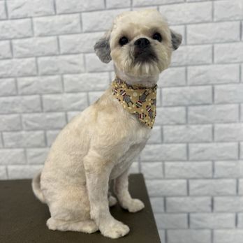 Petland Pet Grooming - Pet Groomers Near Me - San Pedro, California Petland Pet Grooming - Pet Groomers Near Me - San Pedro, California
