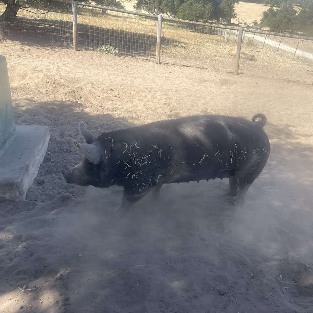 Zaca Creek Ranch - Huge pig - Ranches Near Me Zaca Creek Ranch - Huge pig - Ranches Near Me