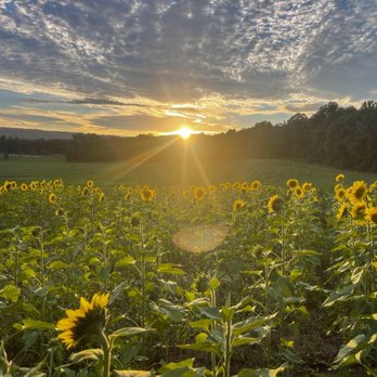 Dancing Grain Farm Brewery - Sunflower fields - Attraction Farms Near Me - Gansevoort, New York Dancing Grain Farm Brewery - Sunflower fields - Attraction Farms Near Me - Gansevoort, New York