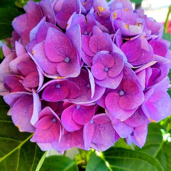 Fred Meyer - Hydrangea - Grocery Near Me - Portland, Oregon