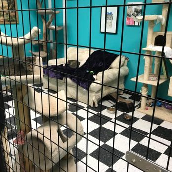 Famous Fido Rescue - Animal Shelters Near Me - Chicago, Illinois