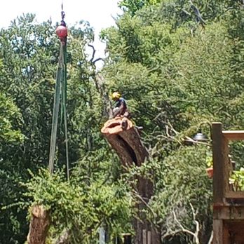 Asbell Tree & Land - Proper rigging to ensure complete control - Tree Services Near Me - Old Town, Florida Asbell Tree & Land - Proper rigging to ensure complete control - Tree Services Near Me - Old Town, Florida