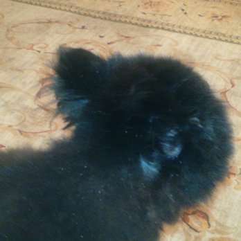 Too Dog Gone Cute - Same day as leaving the groomers - completely uneven hair around her face. - Pet Groomers Near Me - Kansas City, Missouri Too Dog Gone Cute - Same day as leaving the groomers - completely uneven hair around her face. - Pet Groomers Near Me - Kansas City, Missouri
