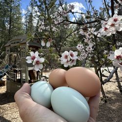 Dream Big Mini Farm - Fresh eggs
