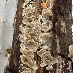 Thorncrag Bird Sanctuary - Lots of fungi!!