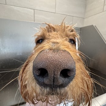 Fifiwoof pets - Grooming  Benji - Pet Boarding Near Me