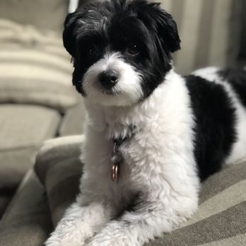 Shorty Styles - Pet Groomers Near Me - Chicago, Illinois
