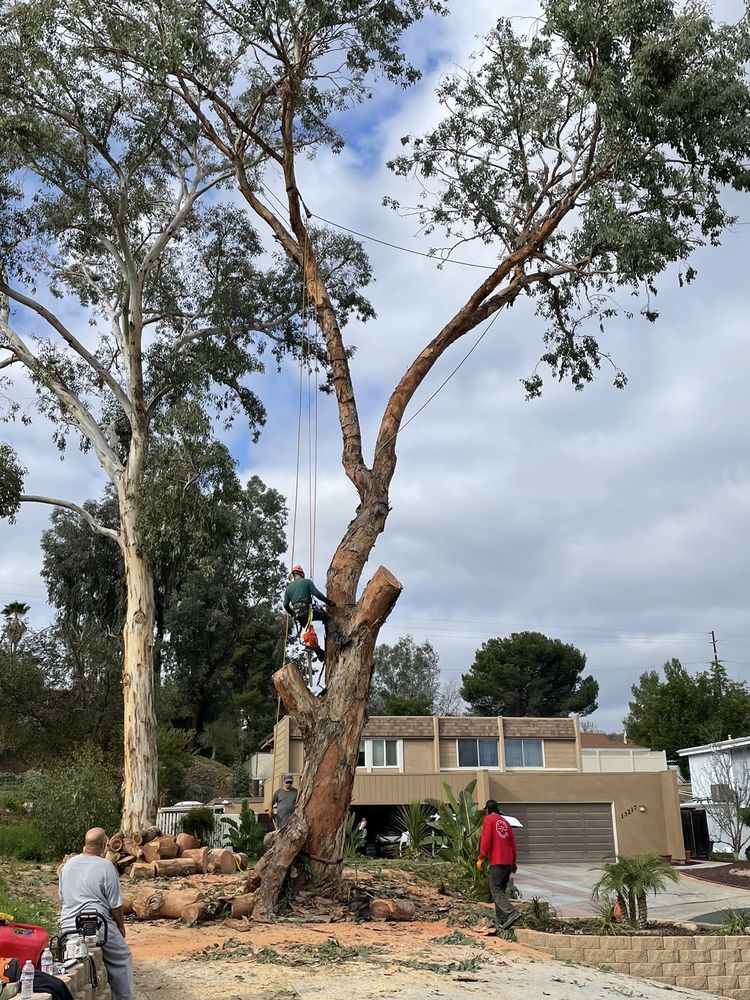 RAMONA TREE AND STUMP Updated October 2024 21 Photos Julian