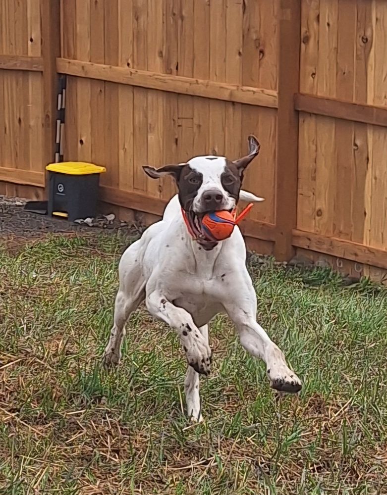 DOG DAYZ BOZEMAN Updated October 2024 14 Photos 4188 Bozeman Trail Rd, Bozeman, Montana