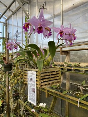 South Texas Botanical Gardens & Nature Center by null