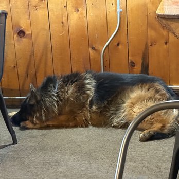 Meadow Mountain Cafe - Customer service dog/wolf...hehe  He's very nice and keeps to himself. - Breakfast & Brunch Near Me - Allenspark, Colorado