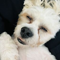Humane Rescue Alliance  - Rico relaxing in his new home