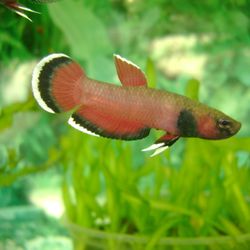 Jordyn's Pets & Plants - Betta Channoides