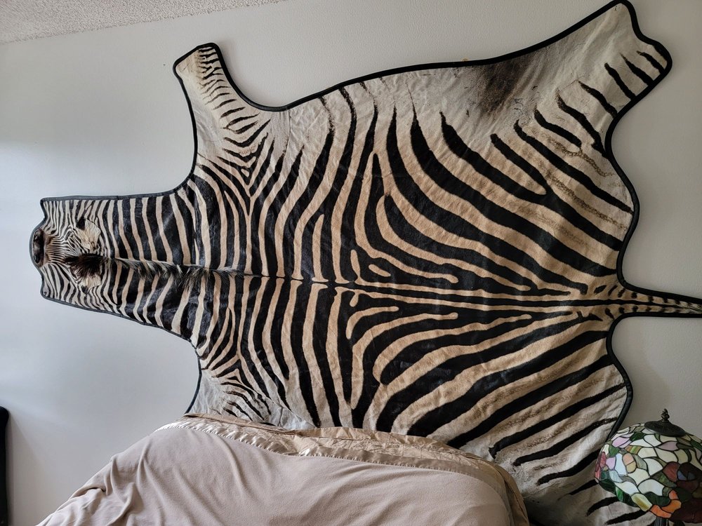 T-Basix Taxidermy & Rugmaking - taxidermy in Tucson, AZ