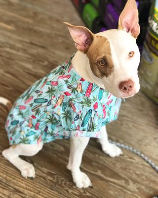 Amelie's Bark Shop by null