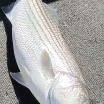 Soleman Sportfishing - 11 pound bass - Boating Near Me - San Francisco, California Soleman Sportfishing - 11 pound bass - Boating Near Me - San Francisco, California