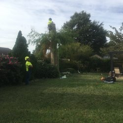 Art-Is-Tree - Climber waiting on crane after pick piece of tree down