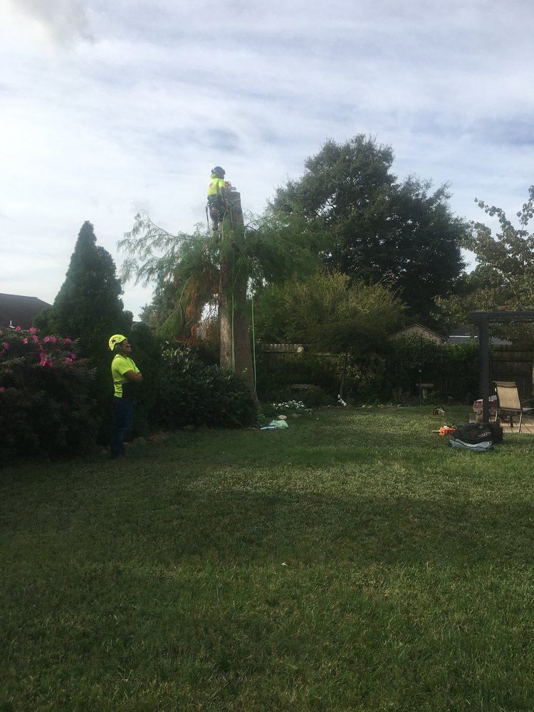 Art-Is-Tree - tree service in Virginia Beach, VA