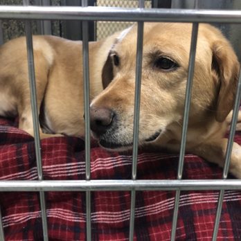 TOWN OF HEMPSTEAD ANIMAL SHELTER - Updated February 2026 - 45 Photos