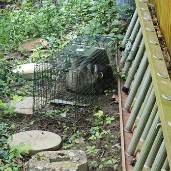 Wagers Wildlife Removal - Wildlife Control Near Me - Morrow, Ohio Wagers Wildlife Removal - Wildlife Control Near Me - Morrow, Ohio