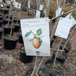 American Plant - Bethesda - Saijo (and they have hachiya too!)