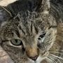 Photo of Animal Dental Care And Oral Surgery